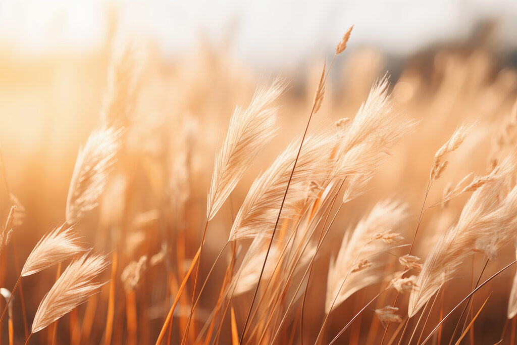 Warm sunlight on swaying grasses Warm sunlight on swaying grasses