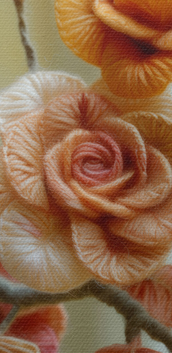 Close up of a flower Close up of a flower