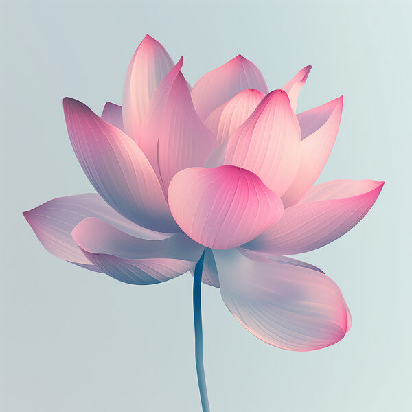 Pink and white flower Pink and white flower