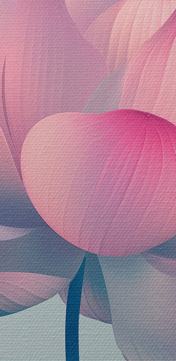 Pink and white flower Pink and white flower