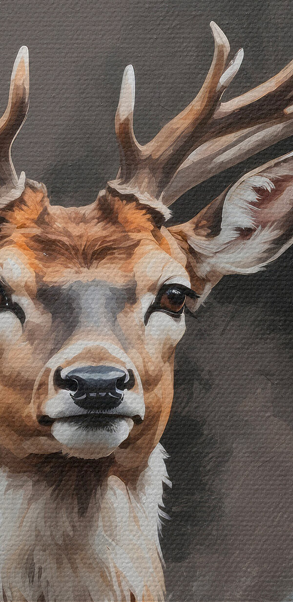 Deer with antlers looking at the camera Deer with antlers looking at the camera