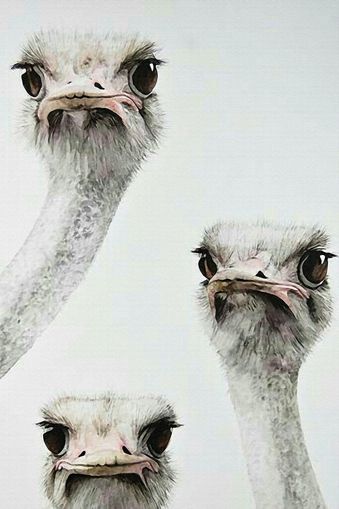 Group of ostriches with their heads up