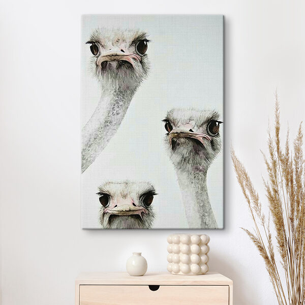Group of ostriches with their heads up Group of ostriches with their heads up