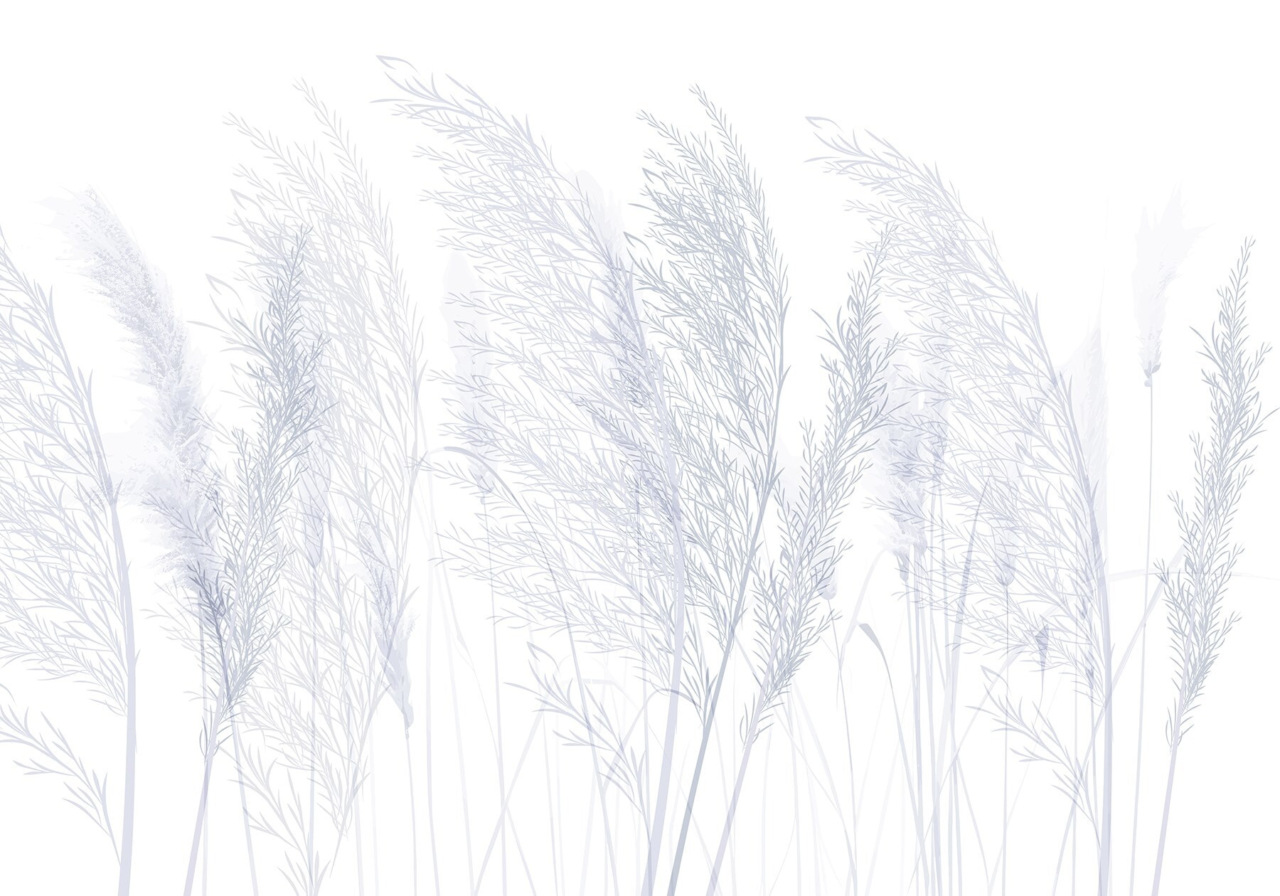 Group of grass with white background Group of grass with white background