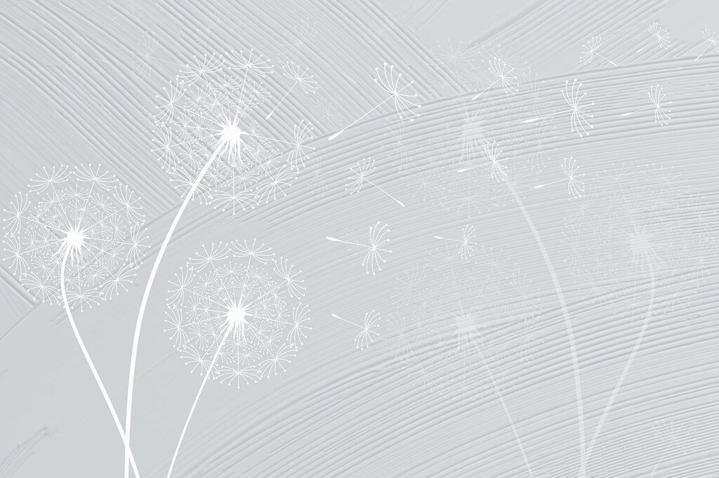 White dandelion flowers