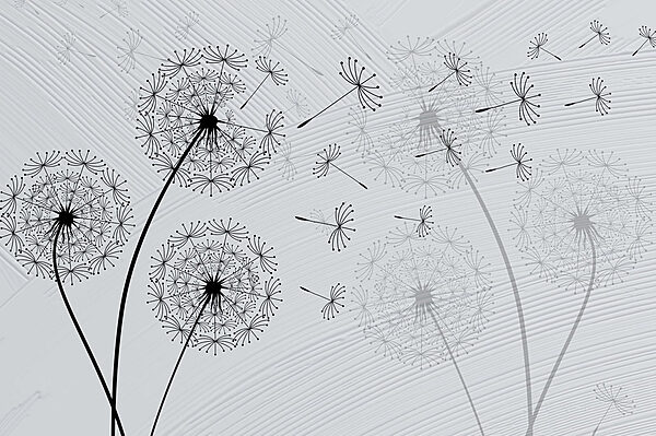 Dandelion seeds dancing in the breeze Dandelion seeds dancing in the breeze