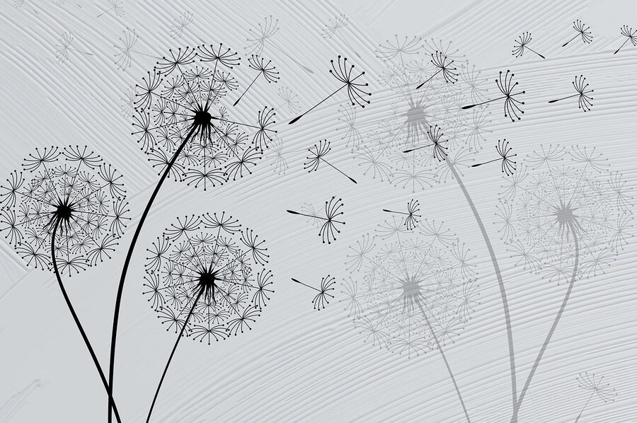 Dandelion seeds dancing in the breeze Dandelion seeds dancing in the breeze