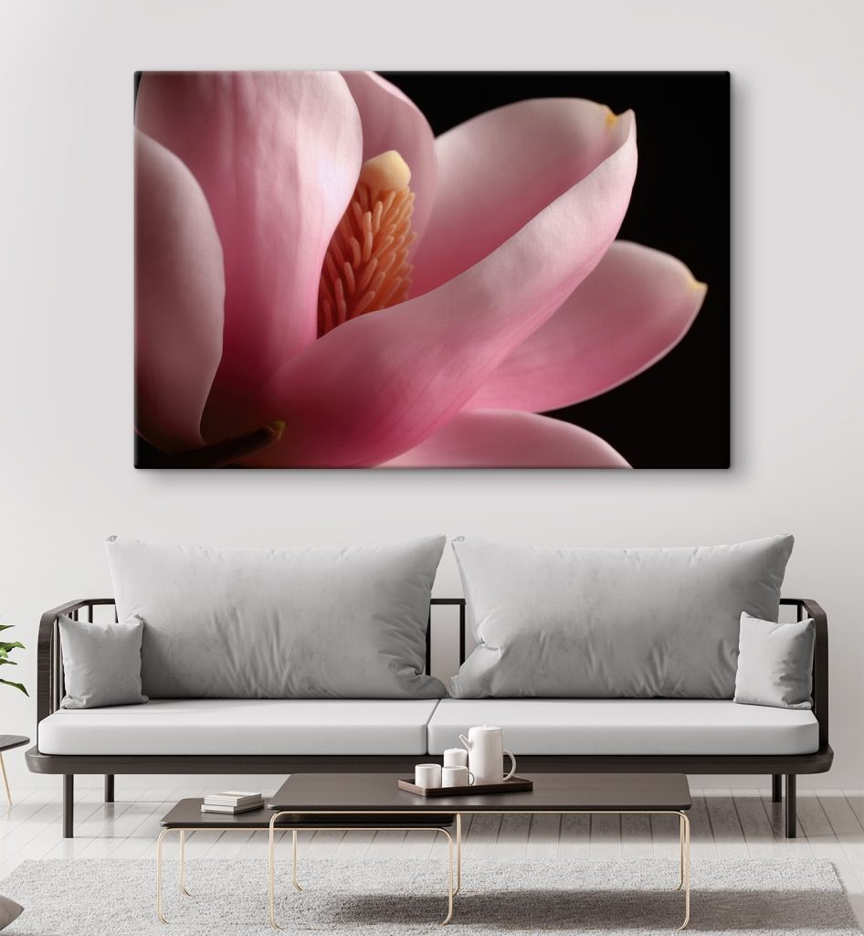 Pink petals embrace delicate core Pink petals embrace delicate core