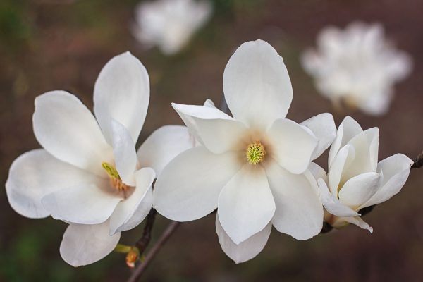 Group of white flowers Group of white flowers