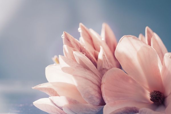 Petals glow in morning light Petals glow in morning light