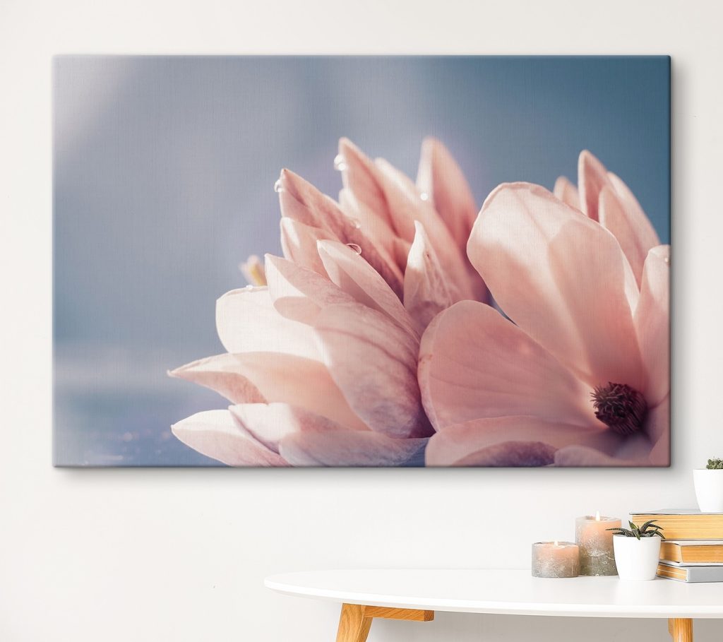 Petals glow in morning light Petals glow in morning light