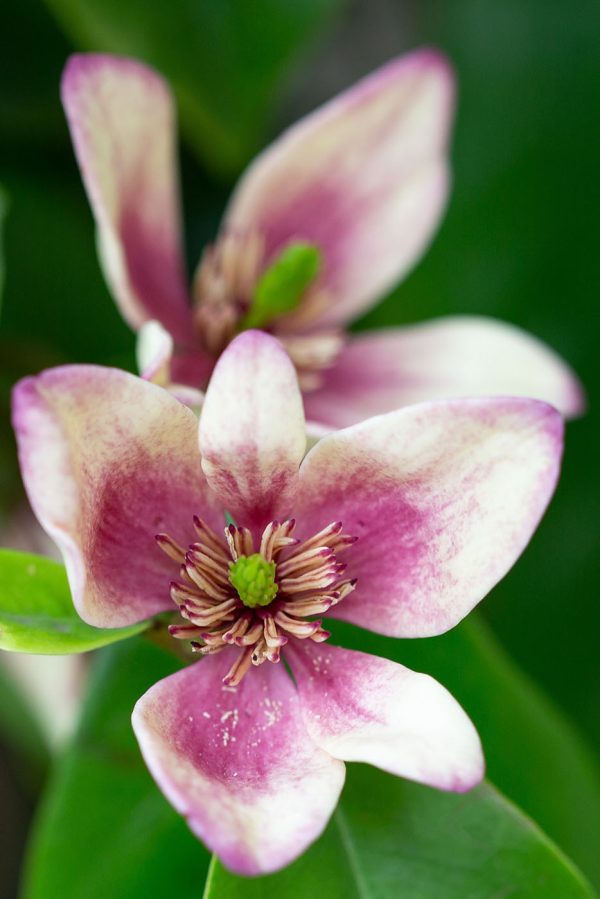 Delicate bloom in soft focus Delicate bloom in soft focus