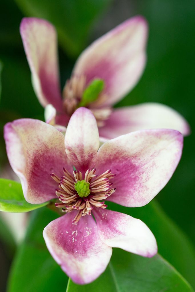 Delicate bloom in soft focus Delicate bloom in soft focus