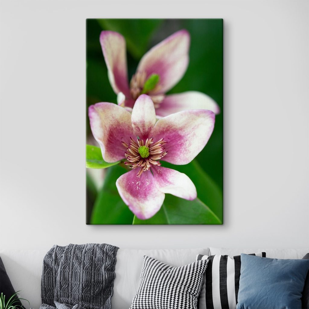 Delicate bloom in soft focus Delicate bloom in soft focus
