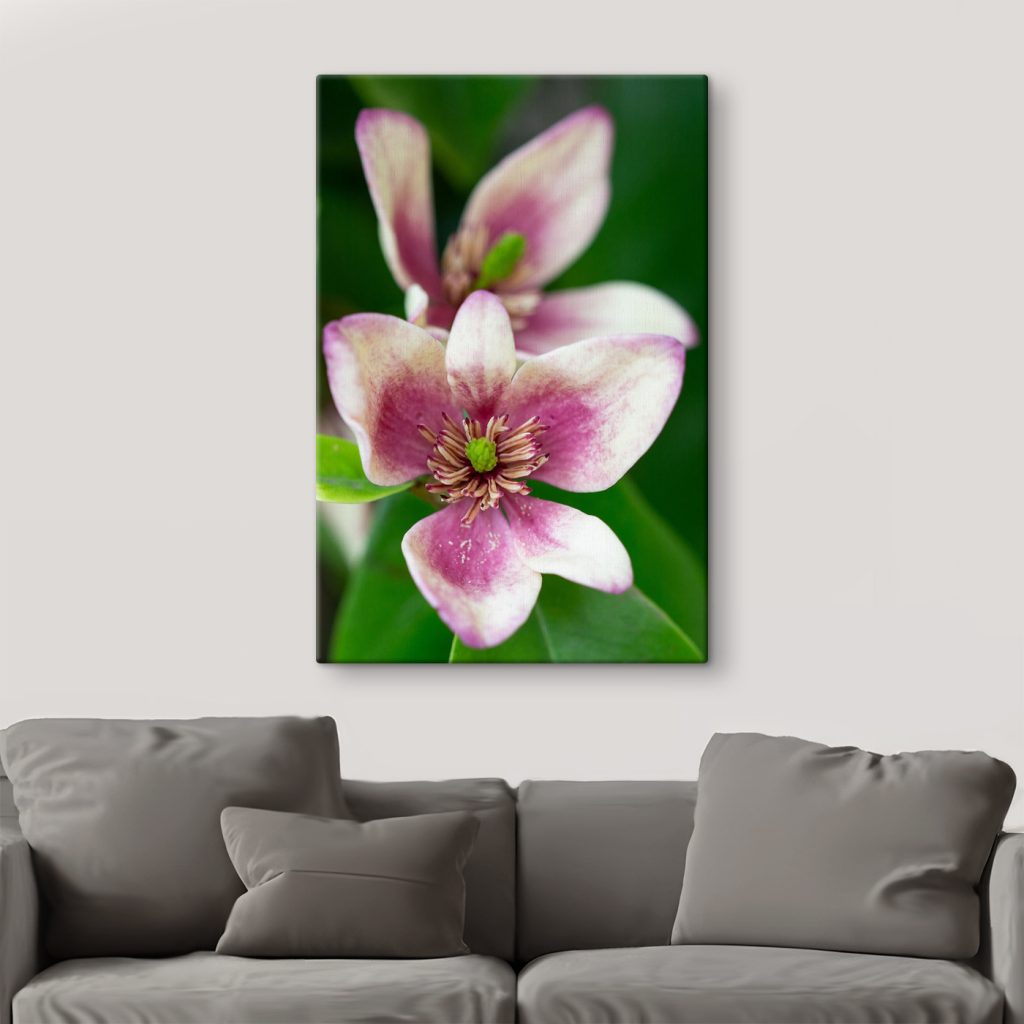 Delicate bloom in soft focus Delicate bloom in soft focus