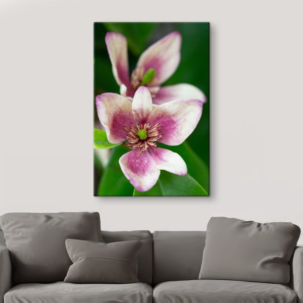 Delicate bloom in soft focus Delicate bloom in soft focus