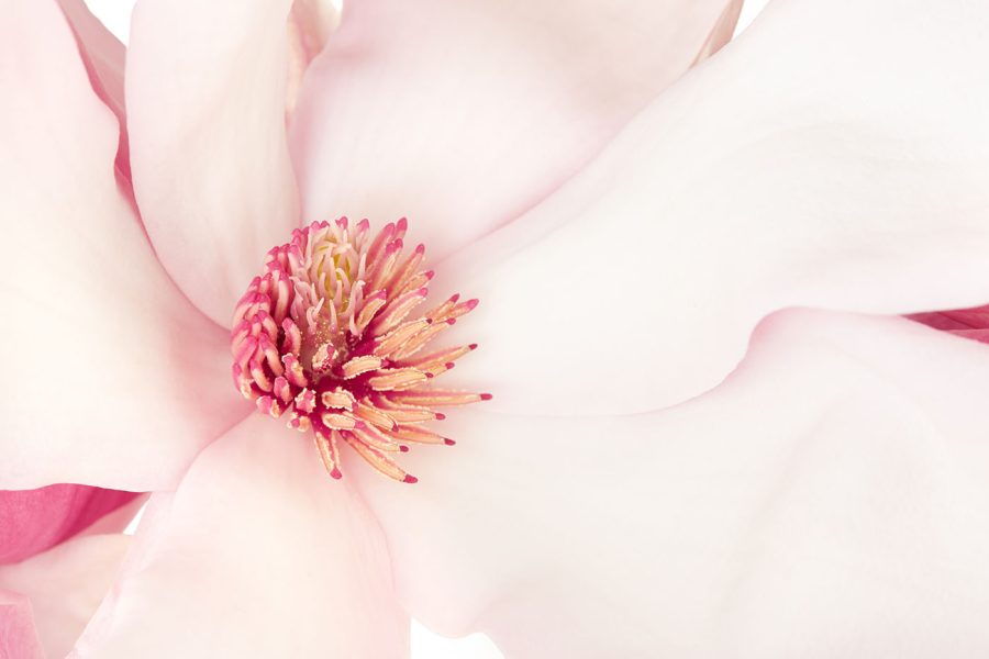 Soft petals envelop vibrant heart Soft petals envelop vibrant heart
