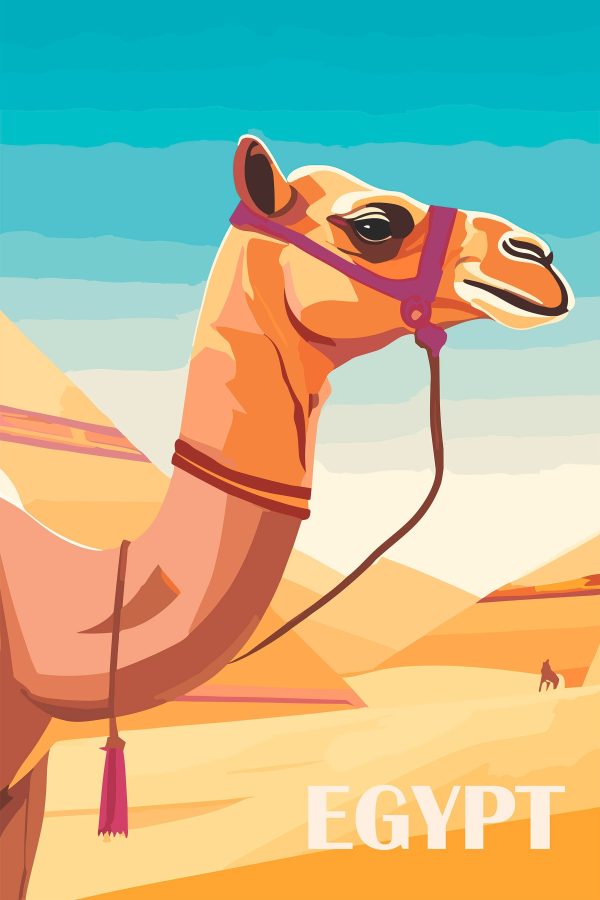 Camel with a halter Camel with a halter