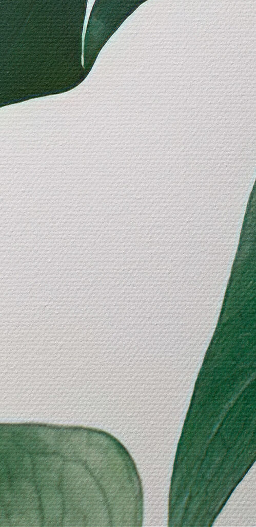 Delicate foliage against white backdrop Delicate foliage against white backdrop