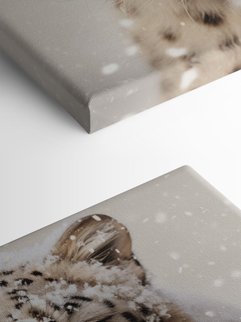 Snow leopard with snow on its head Snow leopard with snow on its head