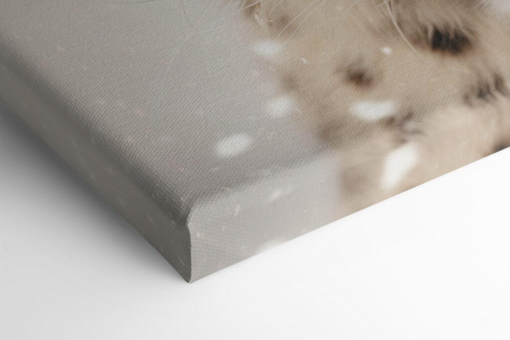 Snow leopard with snow on its head Snow leopard with snow on its head