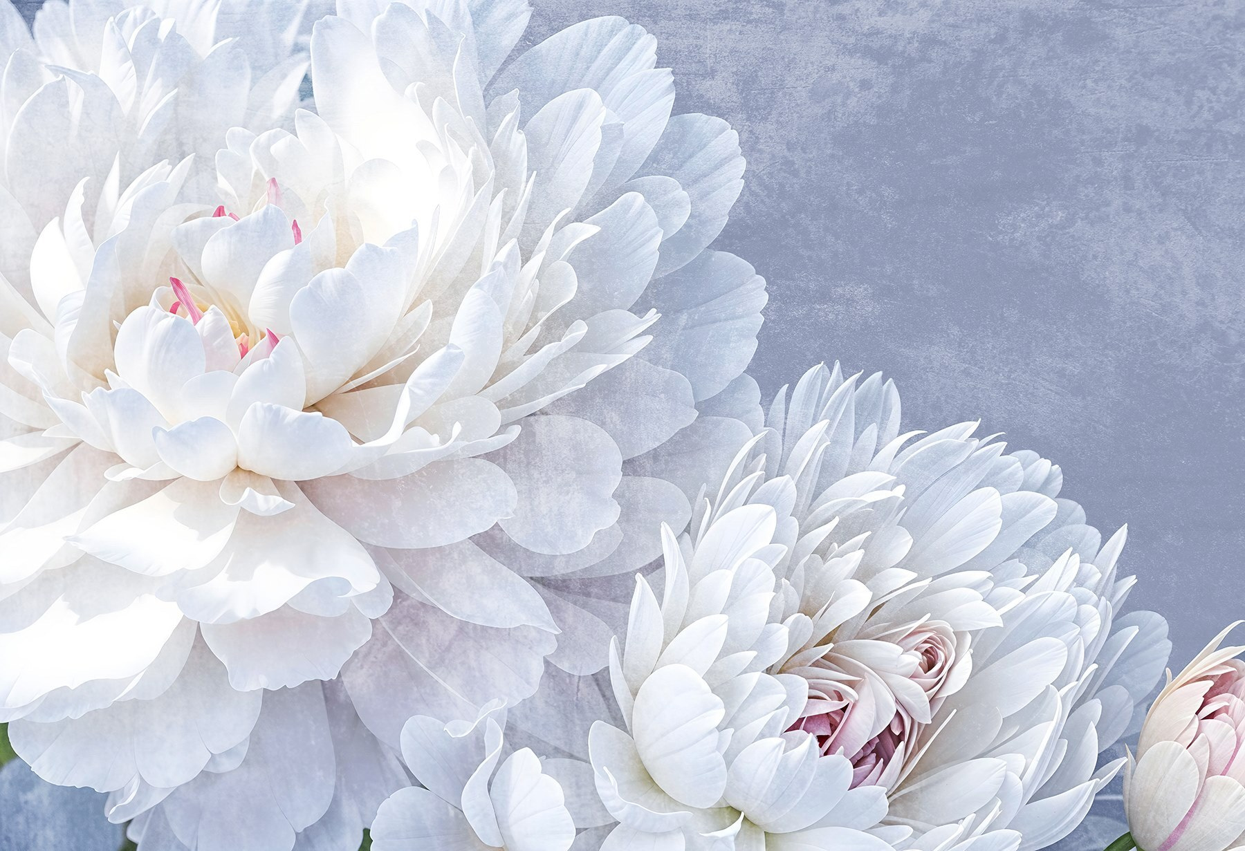 Delicate blooms in soft colors Delicate blooms in soft colors