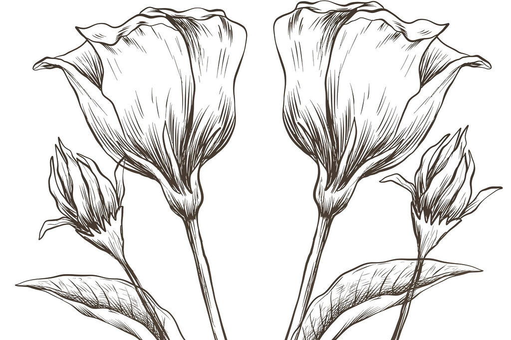 Drawing of flowers on a white background Drawing of flowers on a white background