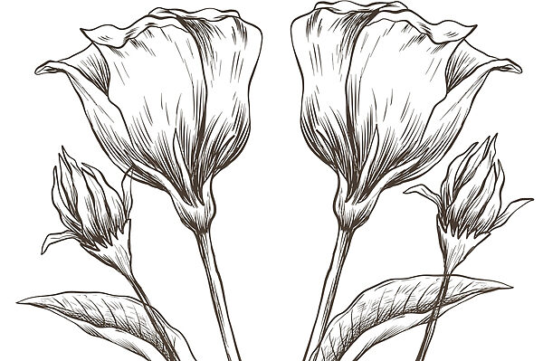 Drawing of flowers on a white background Drawing of flowers on a white background