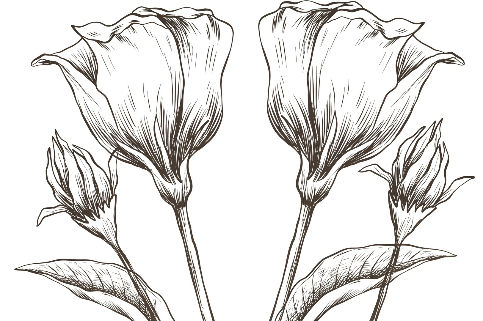 Drawing of flowers on a white background Drawing of flowers on a white background