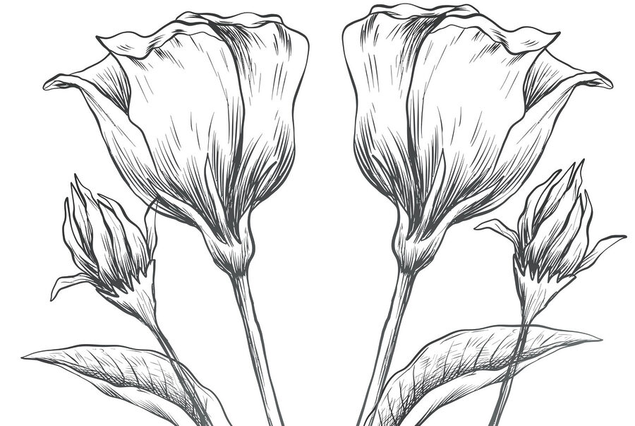 Drawing of flowers on a white background Drawing of flowers on a white background