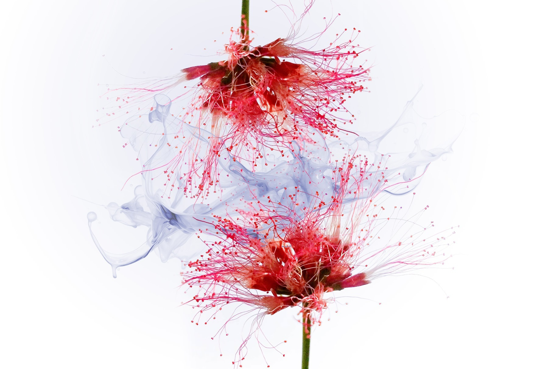 Ethereal blooms in soft colors Ethereal blooms in soft colors