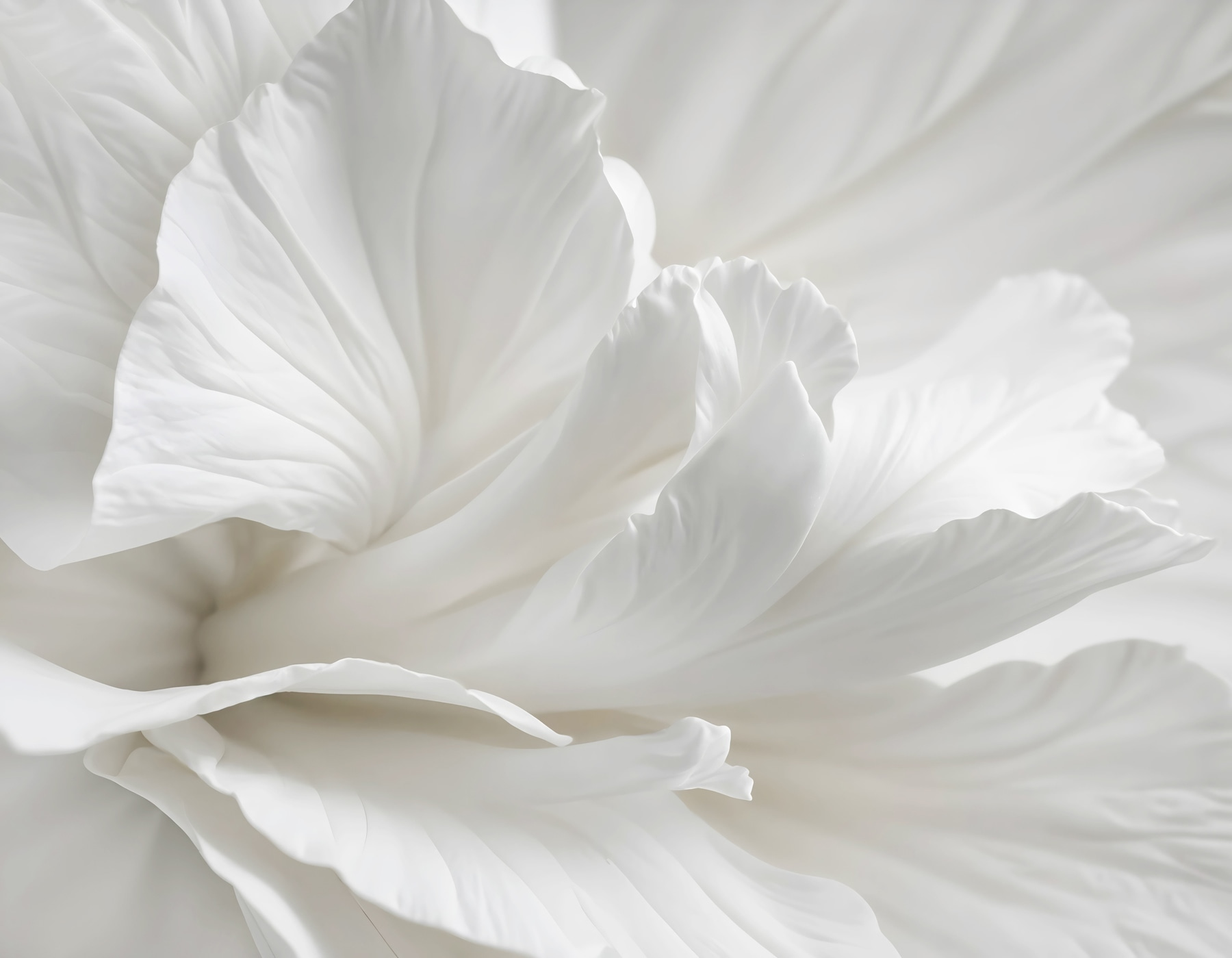 Delicate petals in soft embrace Delicate petals in soft embrace