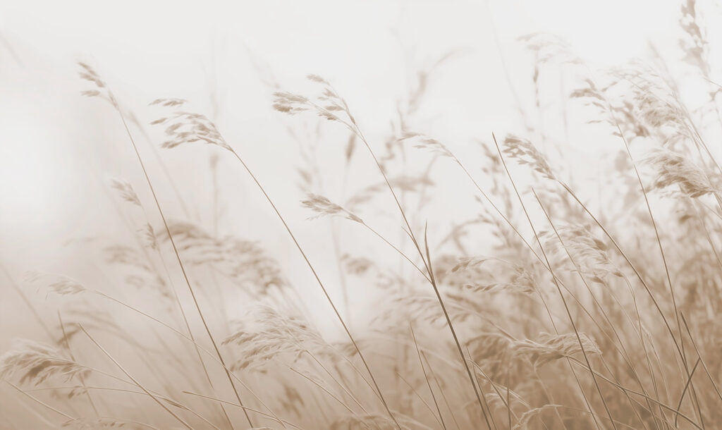 Whispers of nature in sepia tones Whispers of nature in sepia tones