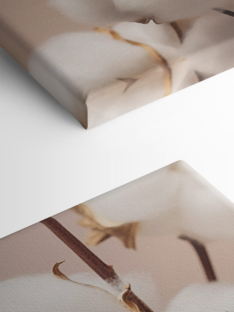 Soft cotton blooms in gentle light Soft cotton blooms in gentle light