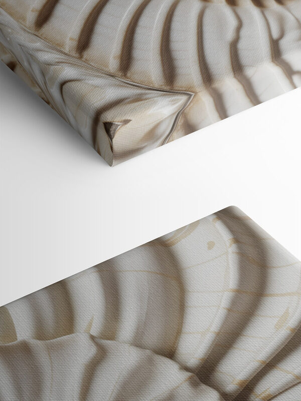 Elegant spiral shell pattern displayed beautifully Elegant spiral shell pattern displayed beautifully