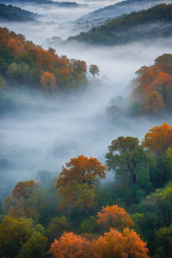 Foggy forest with trees Foggy forest with trees