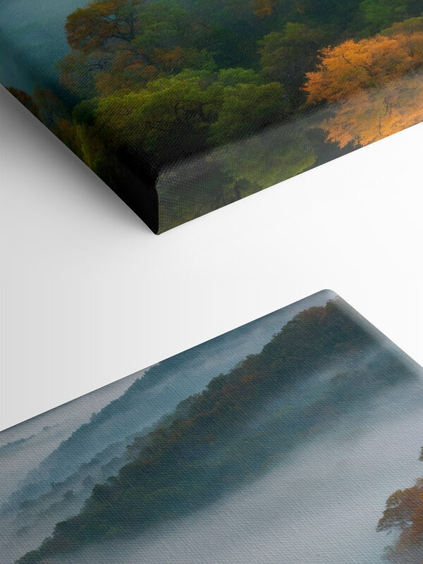 Foggy forest with trees Foggy forest with trees