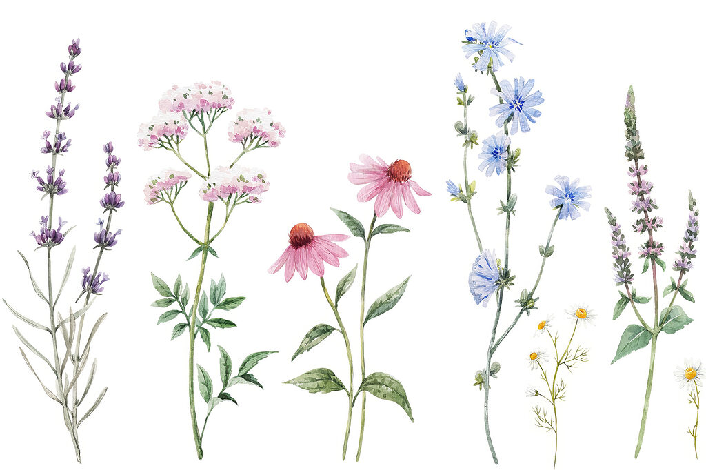 Group of flowers on a white background Group of flowers on a white background