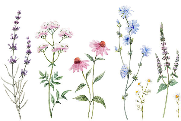 Group of flowers on a white background Group of flowers on a white background