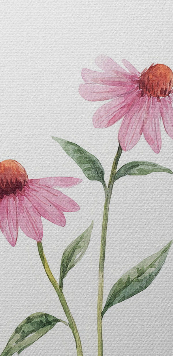Group of flowers on a white background Group of flowers on a white background