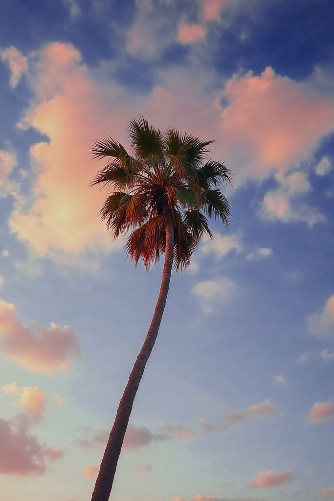 Palm tree with blue sky and clouds Palm tree with blue sky and clouds