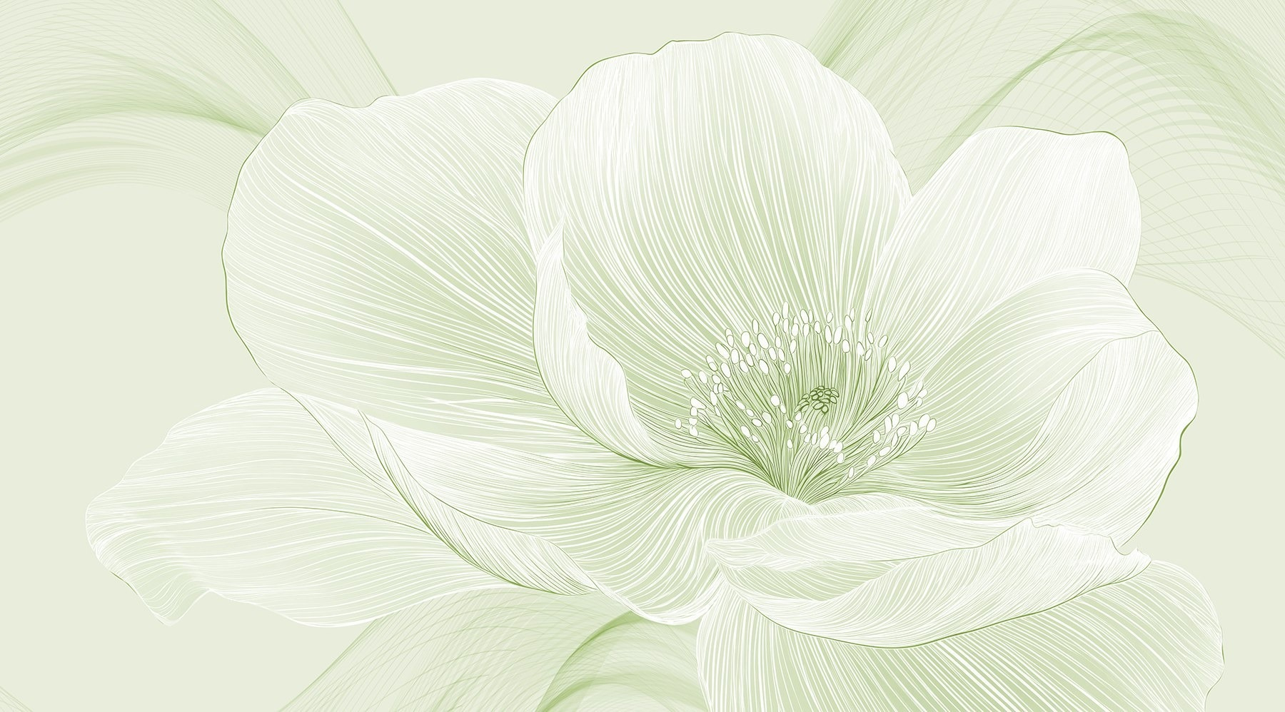 Delicate lines of nature’s beauty Delicate lines of nature’s beauty