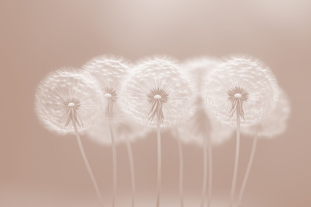Group of dandelions Group of dandelions