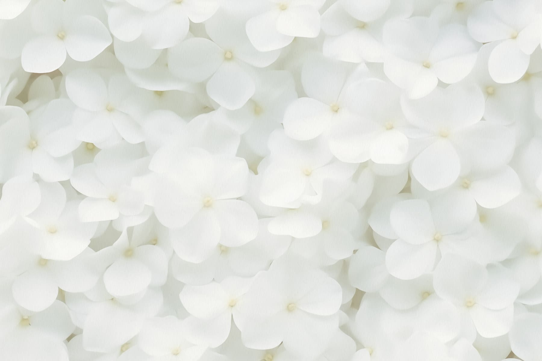 Group of white flowers Group of white flowers
