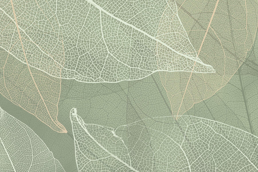 Delicate patterns of nature's design Delicate patterns of nature's design