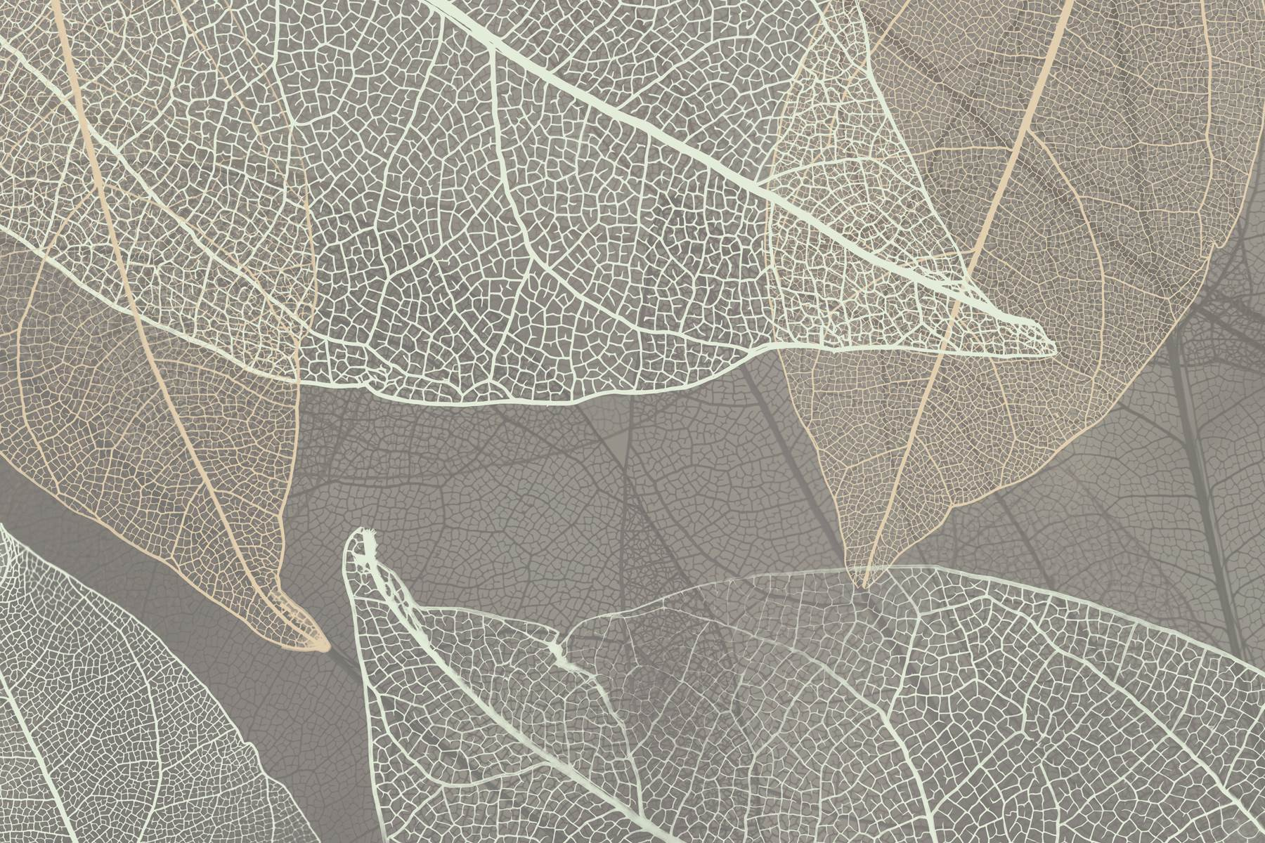 Delicate patterns of leaf veins Delicate patterns of leaf veins