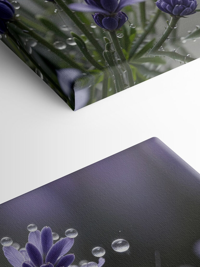 Delicate petals adorned with droplets Delicate petals adorned with droplets