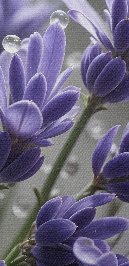 Delicate petals adorned with droplets Delicate petals adorned with droplets