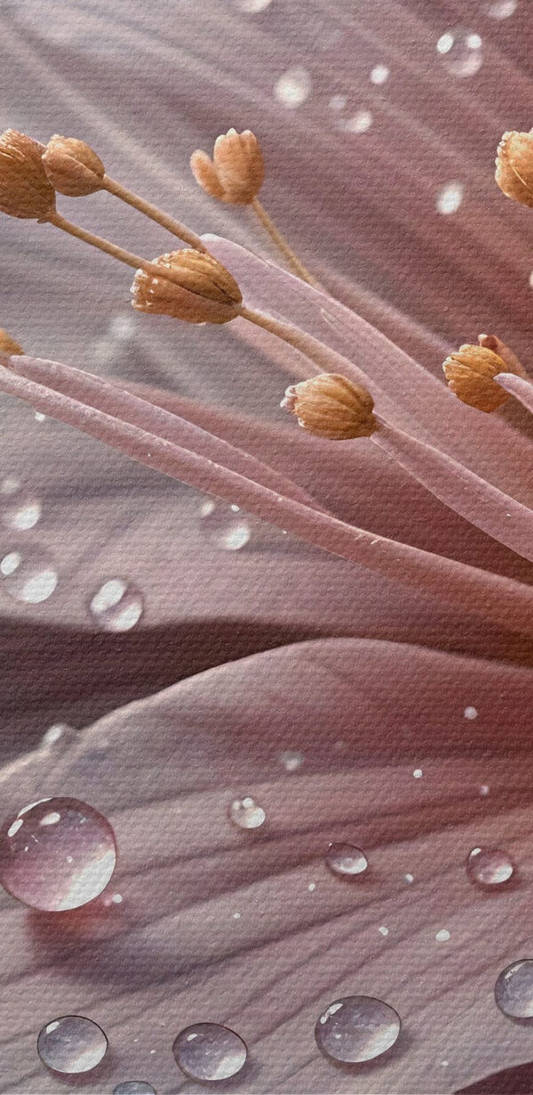Delicate petals adorned with raindrops Delicate petals adorned with raindrops