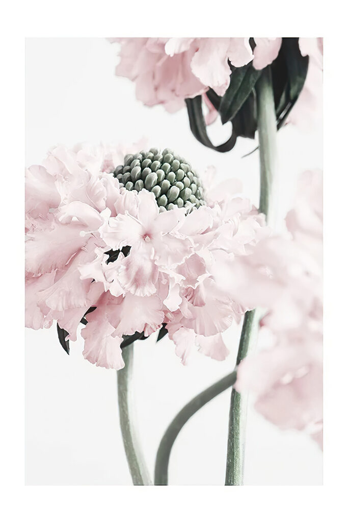 Delicate petals in soft hues